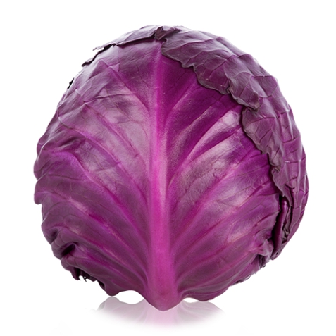 Lombarda